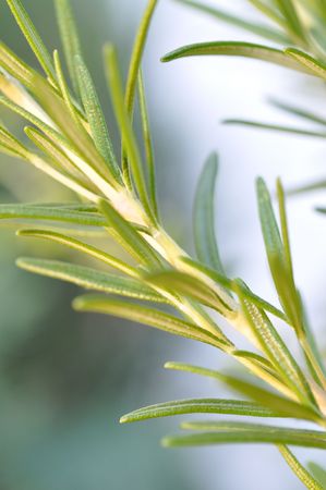 Fresh rosemary in the gardenの写真素材
