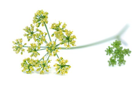 Blooming parsley, isolated on whiteの写真素材