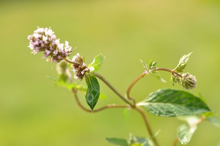 Fresh mint herb closeupの写真素材