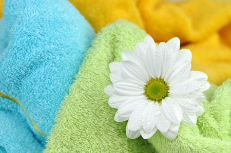 Daisy in a pile of fresh towelsの写真素材