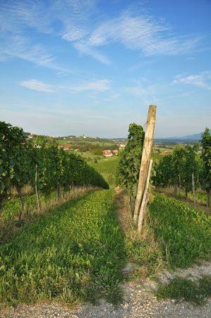 House among the vineyards in summer. Å kalce, Slovenske Konjice, Slovenijaの写真素材