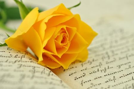 Yellow rose on an old bookの写真素材