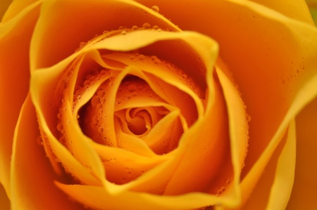 Wet yellow rose detailの写真素材