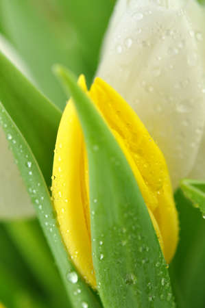 Bouquet of yellow and white tulipsの写真素材