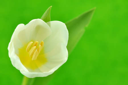Wet white tulip closeupの写真素材