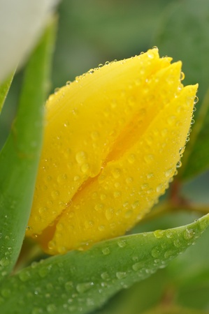 Wet yellow tulip closeupの写真素材