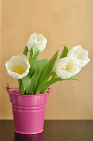White tulips in a pink bucketの写真素材