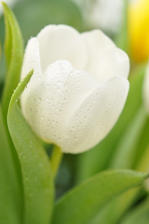 Wet white tulipの写真素材