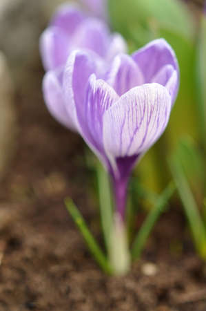 Violet crocus flowers