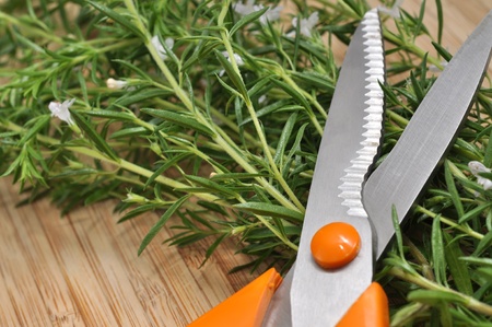 Fresh savory and gardening scissorsの写真素材