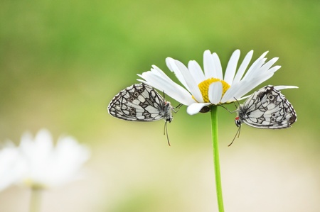 Two butterflies on a daisyの写真素材