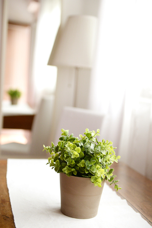 Pot plant in a hotel roomの写真素材