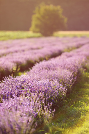 Lone tree and lavender field in the evening lightの写真素材