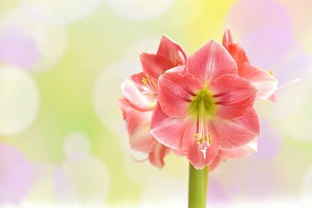 Pink amaryllis on a colorful spring backgroundの写真素材