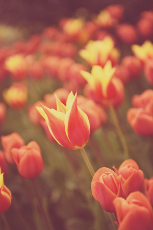 Colorful yellow red tulips in the flower gardenの写真素材