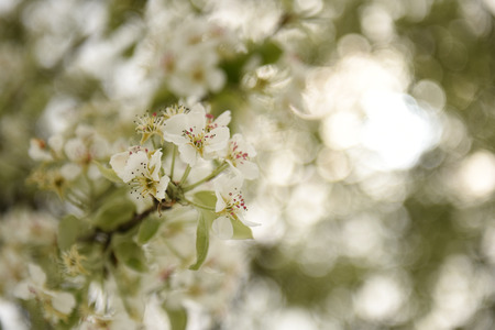 White blossoms in spring orchardの写真素材