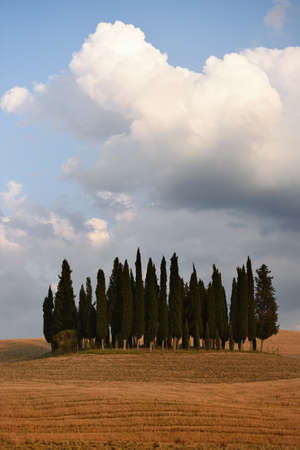 Cypress trees among ripe farm field. Val d'OrciaTuscanyの写真素材