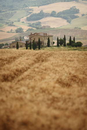 Summer landscape in Tuscanyの写真素材