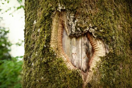 Heart shape in the old tree barkの写真素材