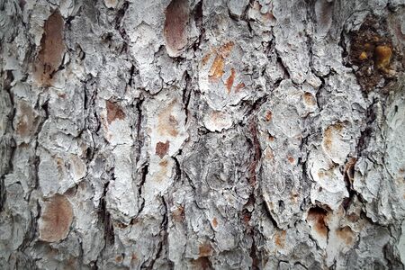 White bark in full frameの写真素材