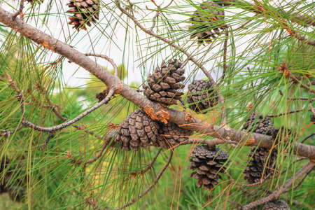 Pinecones on a pine tree. The picture was taken in Turkey in July of 2018