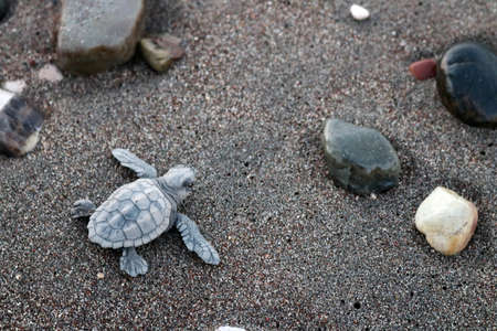 Caretta caretta hatchling early in the morning.  The picture was taken in Turkey in July of 2018