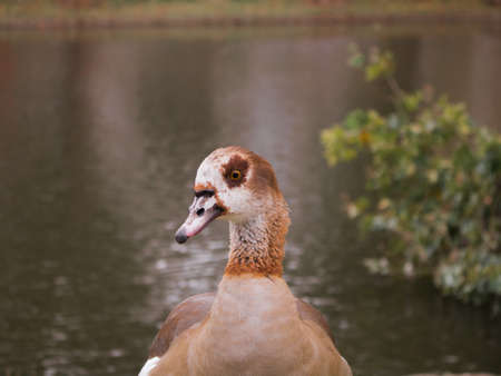 Egyptian goose duck park isolated standing closeup flagey brussels belgium animal birdの写真素材