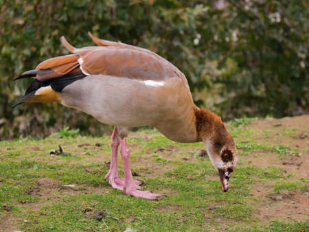 Egyptian goose duck park isolated standing closeup flagey brussels belgium animal birdの写真素材