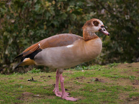 Egyptian goose duck park isolated standing closeup flagey brussels belgium animal birdの写真素材