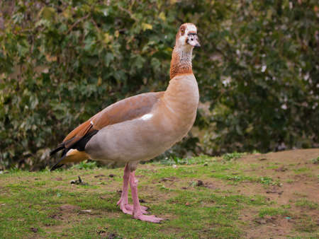 Egyptian goose duck park isolated standing closeup flagey brussels belgium animal birdの写真素材