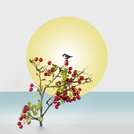 Little bird on a simple branchの写真素材