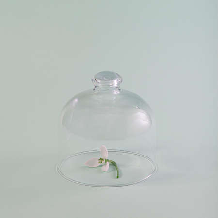 Gerber daisies flower square composition on flat lay light background with green leaves. Soft and simple design.の写真素材