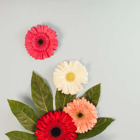 Gerber daisies flower square composition on flat lay light background with green leaves. Soft and simple design.の写真素材