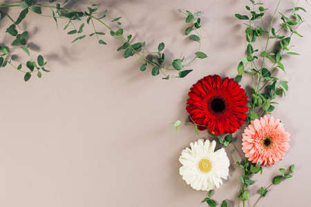 Gerber daisies flower square composition on flat lay light background with green leaves. Soft and simple design.の写真素材