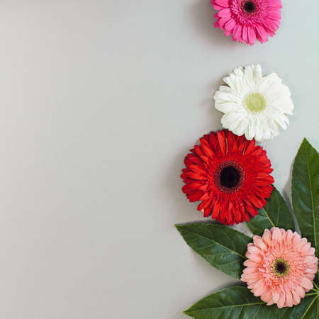 Gerber daisies flower square composition on flat lay light background with green leaves. Soft and simple design.の写真素材