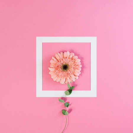 Gerber daisies flower square composition on flat lay light background with green leaves. Soft and simple design.の写真素材