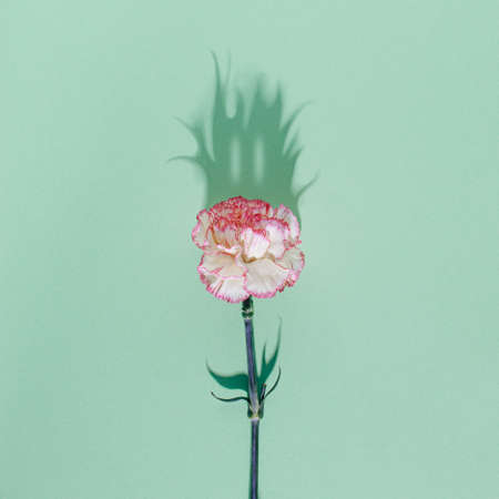 White and pink carnation flower with long scary shadow on pastel light green background. Modern and minimalistic square flat lay composition.の写真素材