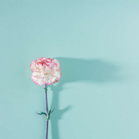 White and pink carnation flower with long shadow on pastel mint background. Modern and minimalistic square flat lay composition.の写真素材