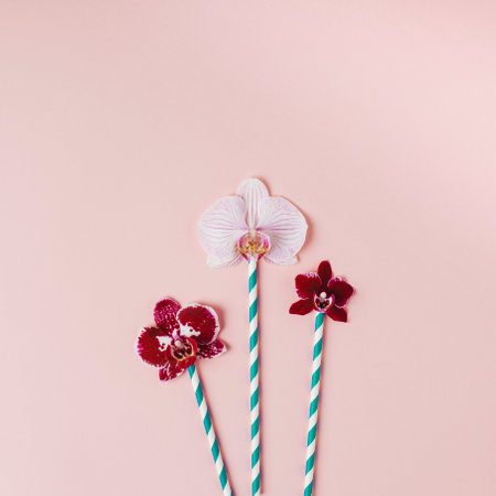 Orchid lollypops. Summer scene minimalistic square composition on light peach pink pastel background.の写真素材