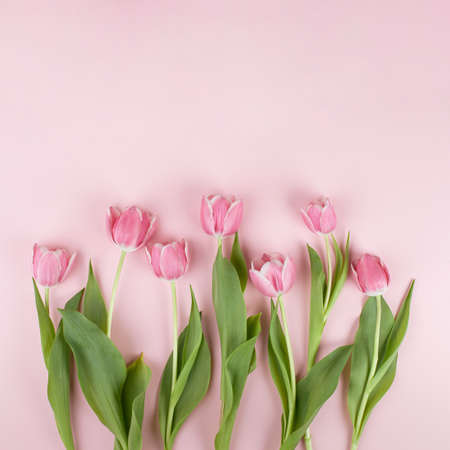 Pink tulip flowers pattern on light pastel pink background. Simple square flat lay composition with soft light.の写真素材