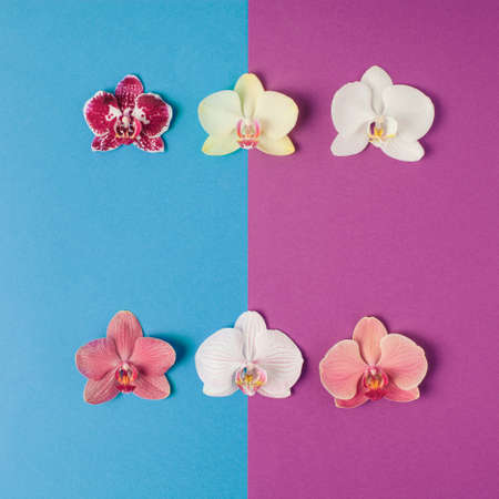 Orchid pattern. Summer scene minimalistic square composition on blue and purple coloured background.の写真素材