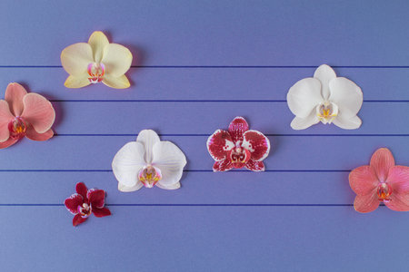Orchid flowers as notes on musical lines. Simple composition on blue purple background.の写真素材