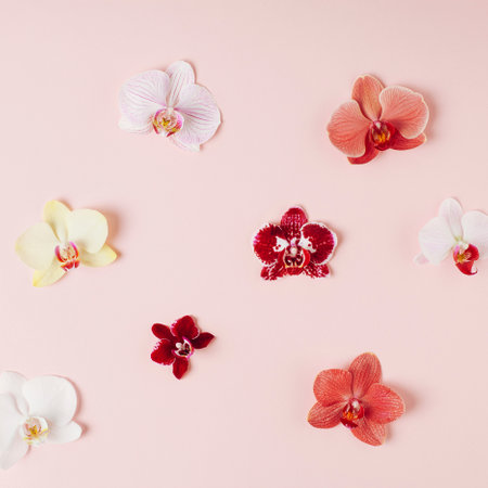 Orchid pattern. Summer scene minimalistic square composition on light peach pink pastel background.の写真素材