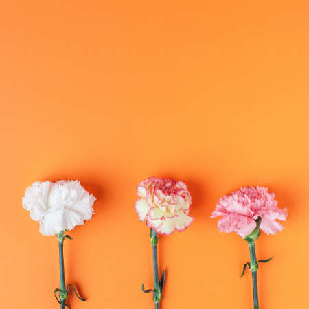 Three carnation flowers pattern on rich orange background. Simple square composition.の写真素材