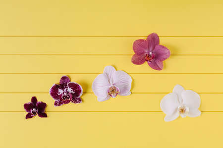 Orchid flowers as notes on musical lines. Simple composition on yellow background.の写真素材