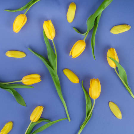 Yellow tulip flowers and petals laying on rich blue and purple background. Simple and contrasty pattern on soft light.の写真素材