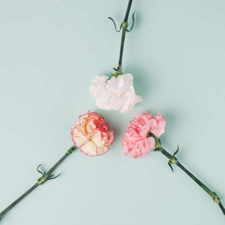 Three carnation flowers facing each other on light mint background. Simple square composition.の写真素材