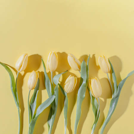 Yellow tulip flowers pattern on light yellow background. Simple square flat lay composition with harsh light and shadows.の写真素材