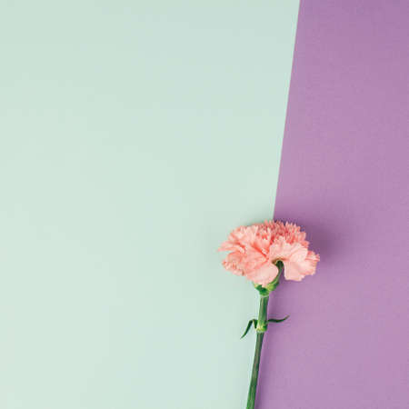 Single carnation flower on light mint and purple background. Simple square composition.の写真素材