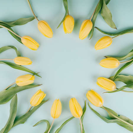 Yellow tulip flowers circular pattern on light mint background. Simple square flat lay composition with soft light and copy space.の写真素材